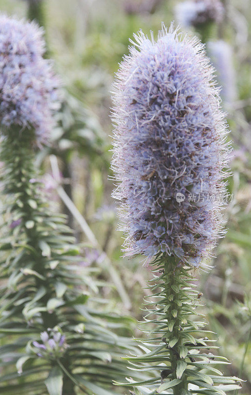 马德拉的骄傲(Echium nervosum)